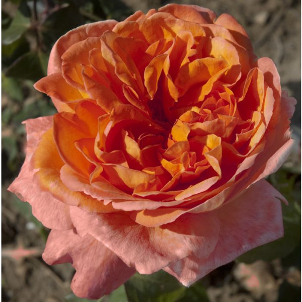 RENE GOSCINNY® Meifrypon RENE GOSCINNY® Meifrypon